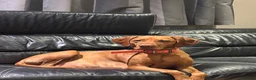 Hungarian Vizsla dogs for sale: Gorgeous kc registered vizsla puppies  in Birmingham - Advert 12