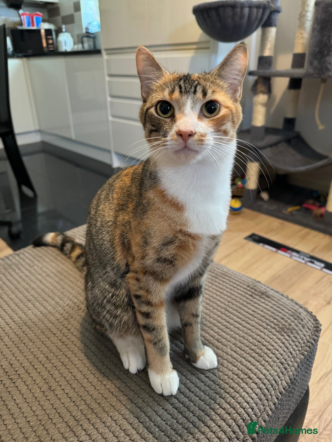 Mixed Breed cats for sale: Bella & Kali - Sisters Looking for a Loving Home - Advert 2