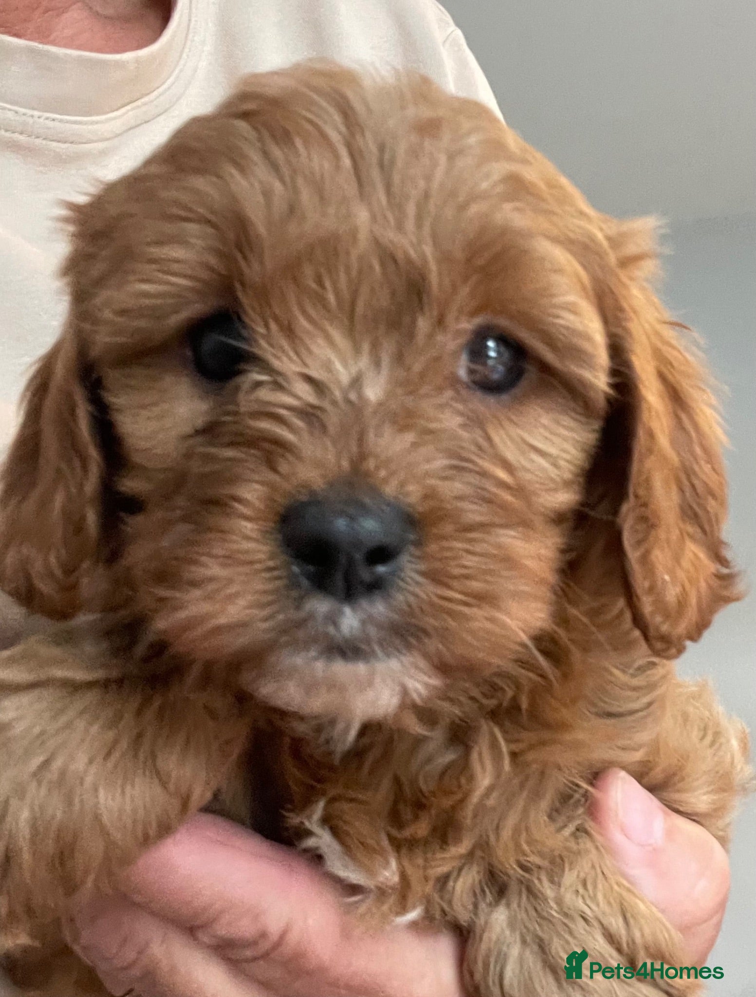 Cavapoo dogs ADORABLE CAVAPOO PUPPIES  - Advert 6