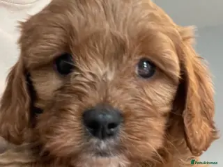 Cavapoo dogs ADORABLE CAVAPOO PUPPIES - Advert 6