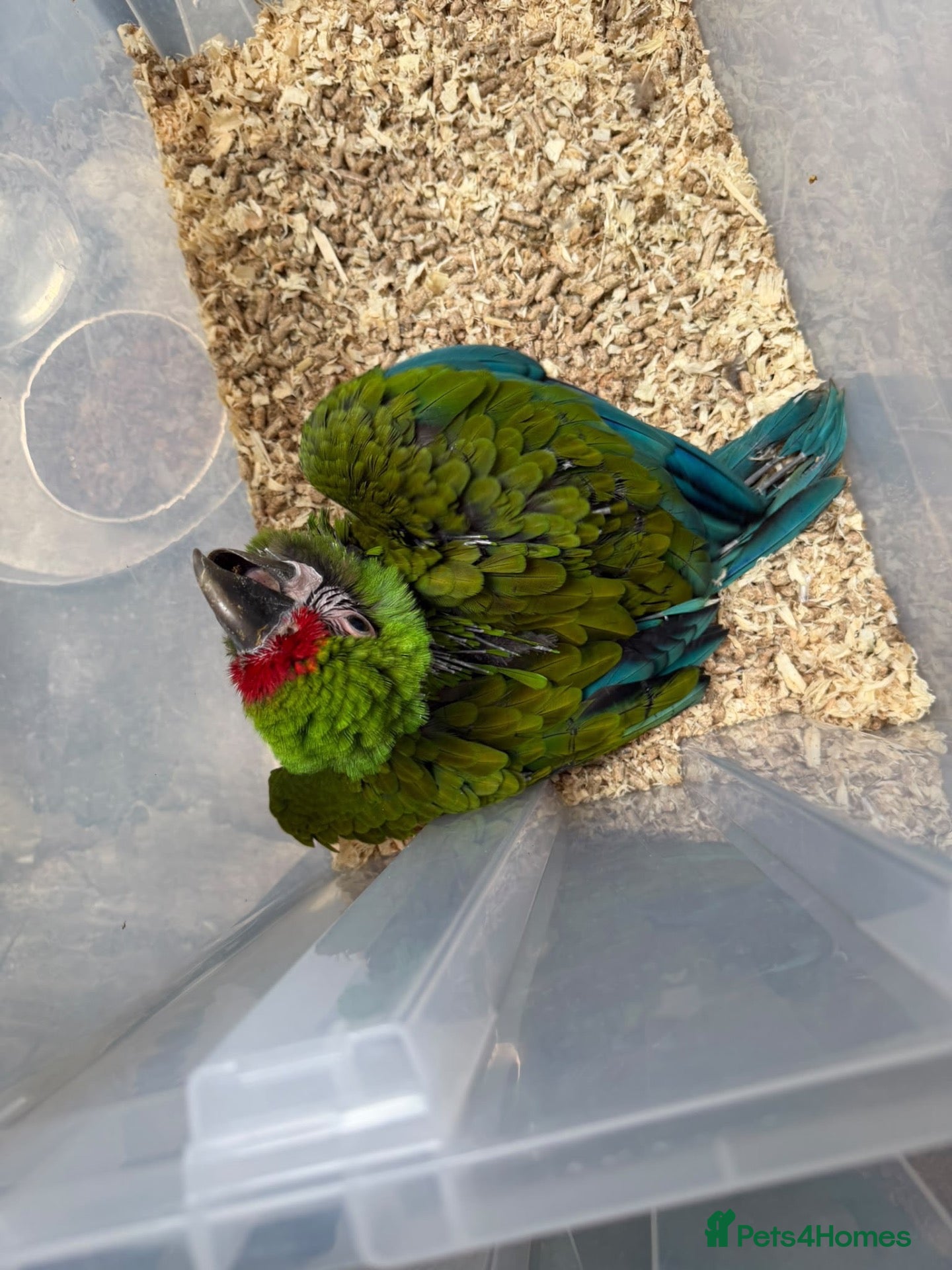 Macaws birds Selling baby handreared  military macaw  - Advert 11