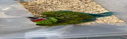 Macaws birds for sale: Selling baby handreared  military macaw  - Advert 2