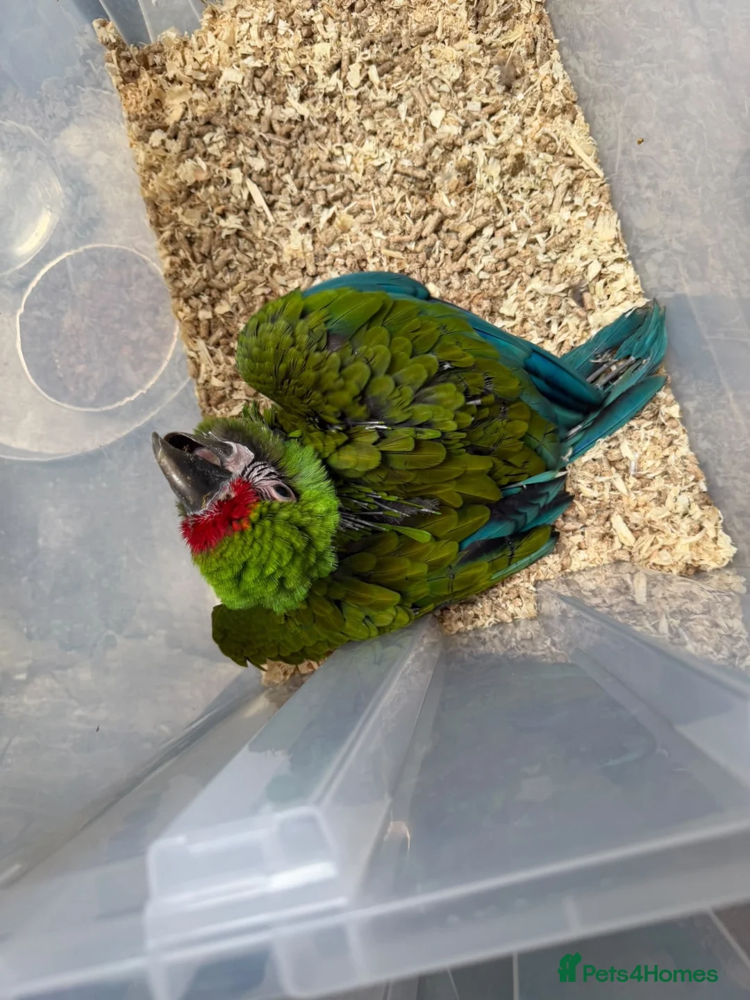 Macaws birds for sale: Selling baby handreared  military macaw  - Advert 2