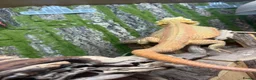Bearded Dragon reptiles for sale: Stunning adult bearded dragons  - Advert 7