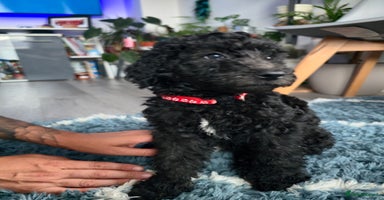 Goldendoodle dogs - Advert 15
