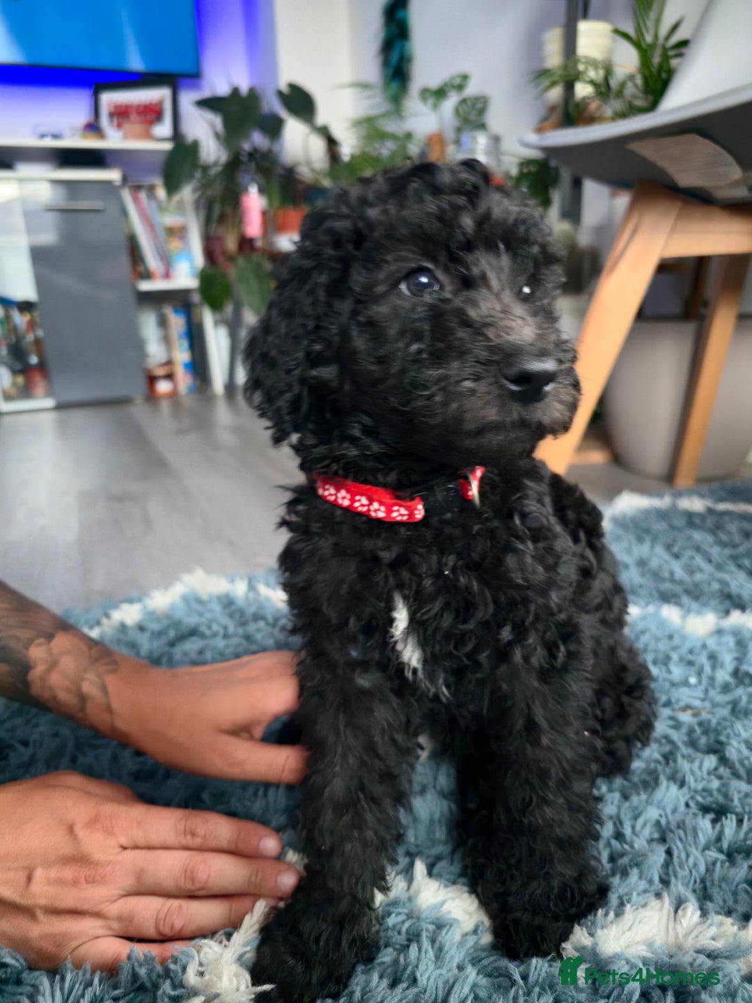 Goldendoodle dogs for sale: Ready Now ! F1B Standard Goldendoodle!  - Image 2