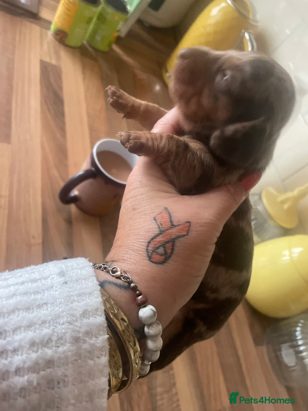Dachshund dogs for sale: Miniature dachshunds  - Advert 4