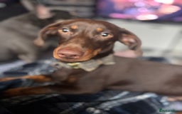 Dachshund dogs for sale: Handsome green eyed miniature dachshund  - Image 5