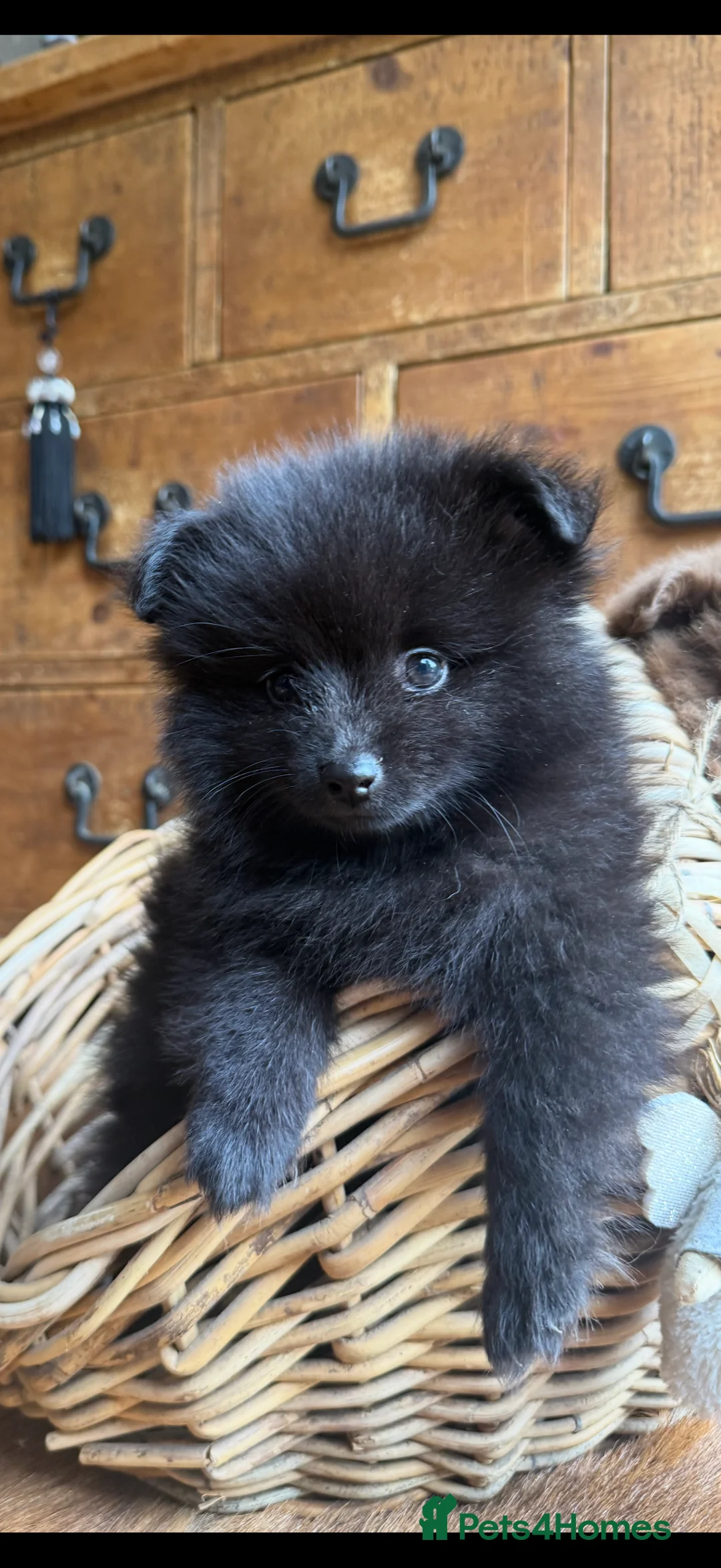 Pomeranian dogs for sale: Tiny Russian Pomeranian Puppies  - Advert 2