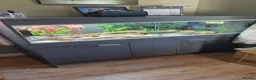Bearded Dragon reptiles for sale: Red Monster 10 months old and full set up in Marlborough - Advert 3