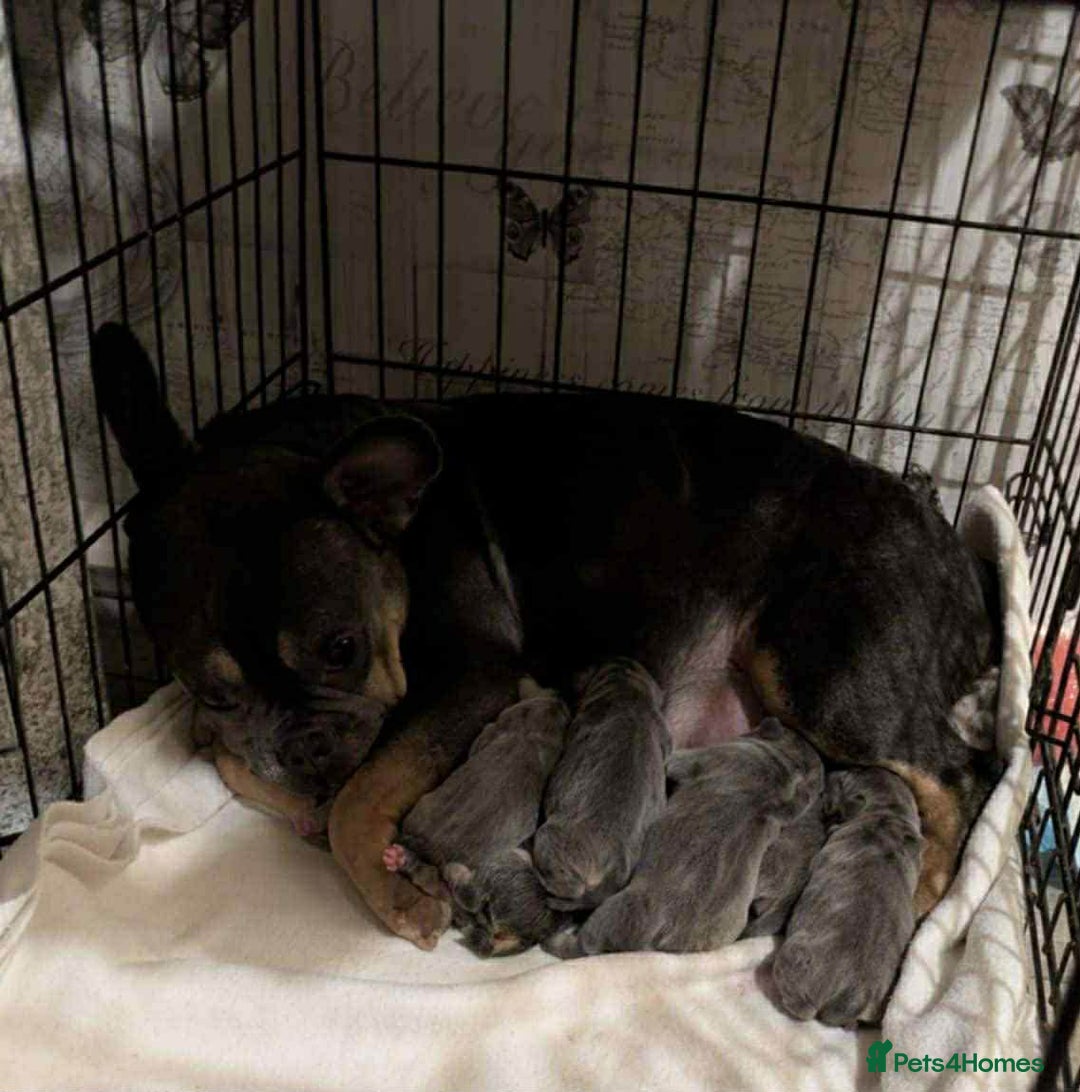 French Bulldog dogs for sale: French bulldog puppies x7  - Advert 14