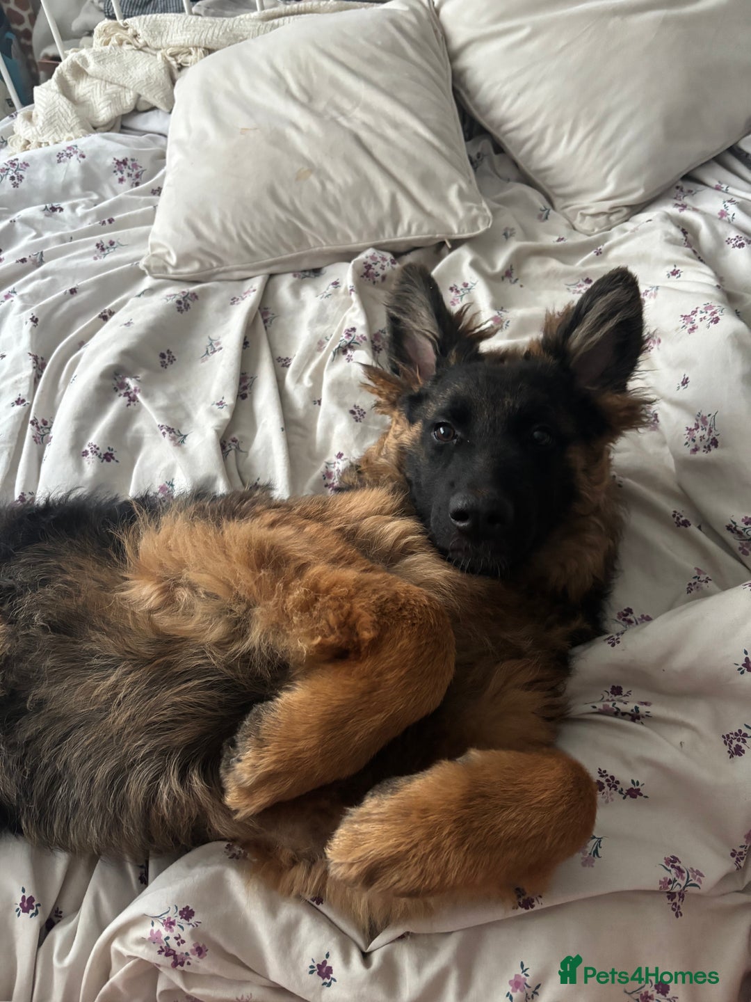 German Shepherd dogs for sale: Rehoming 1 Year Old Male German Shepherd - Advert 34