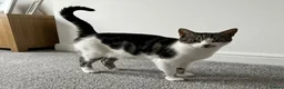 Mixed Breed cats for sale: Kittens for sale  in Middlesbrough - Advert 1