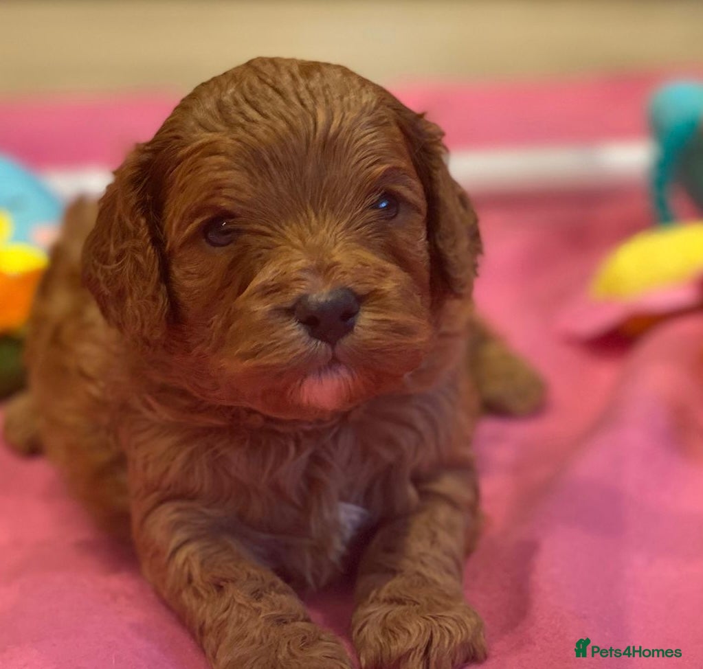 Cavapoo dogs F1 cavapoo 4 girls 1 boy health tested - Advert 2