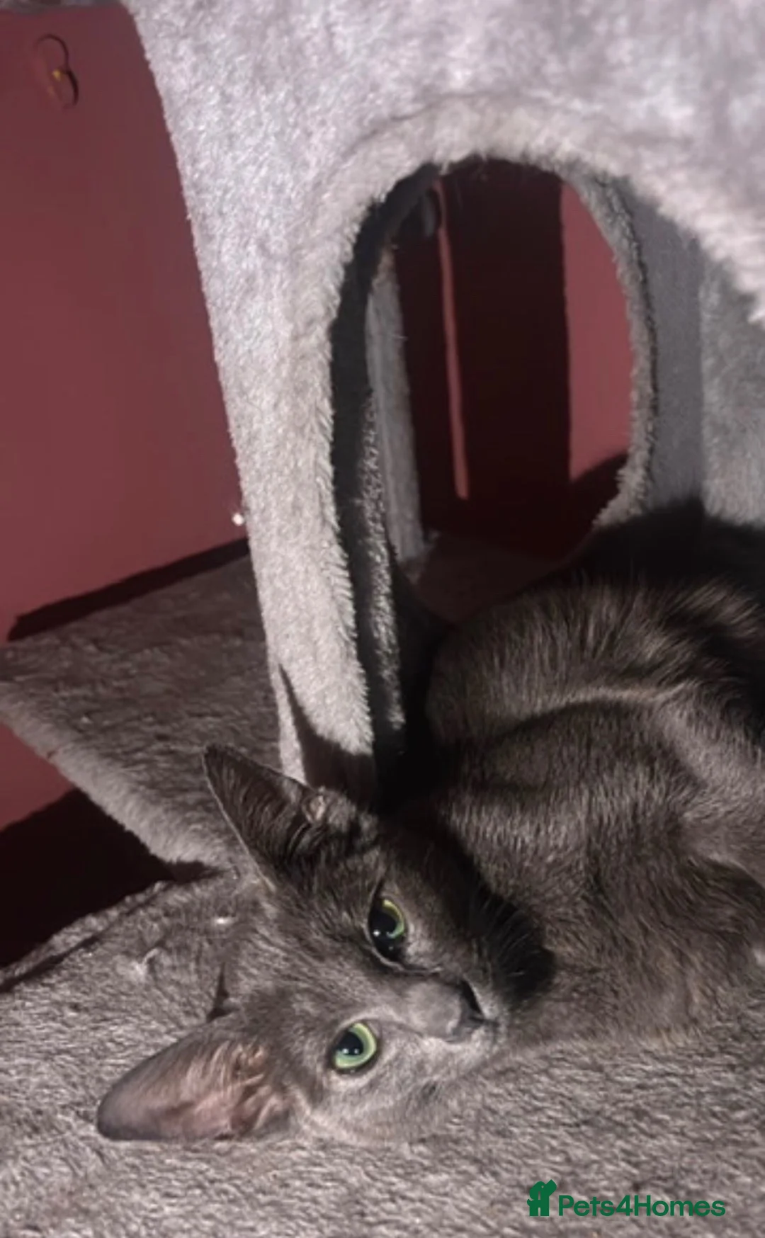 Oriental cats for sale: Blue female oriental - Advert 2