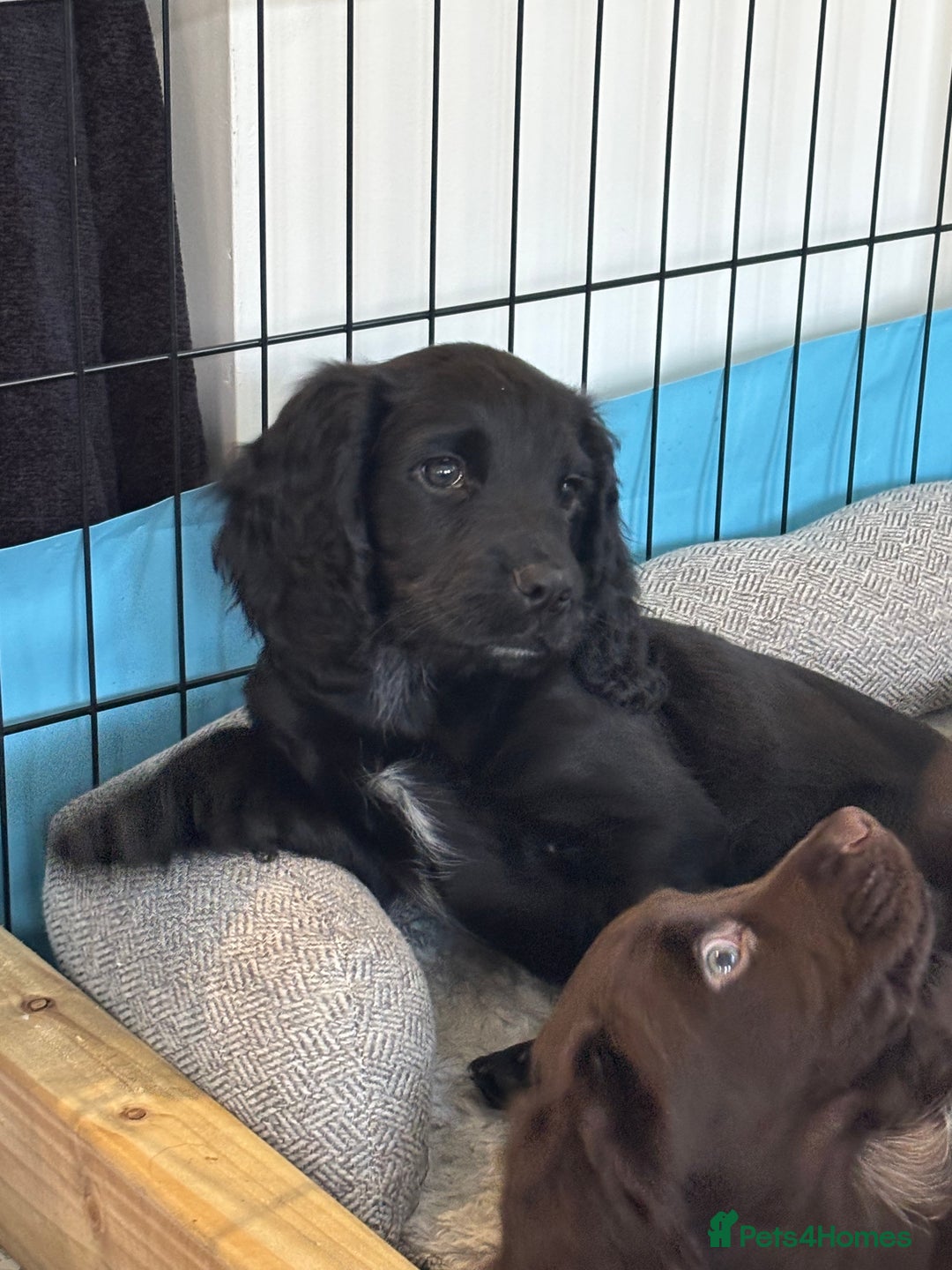 Cocker Spaniel dogs for sale: 1 Adorable working cocker spaniel pup boy 🐶  - Advert 16