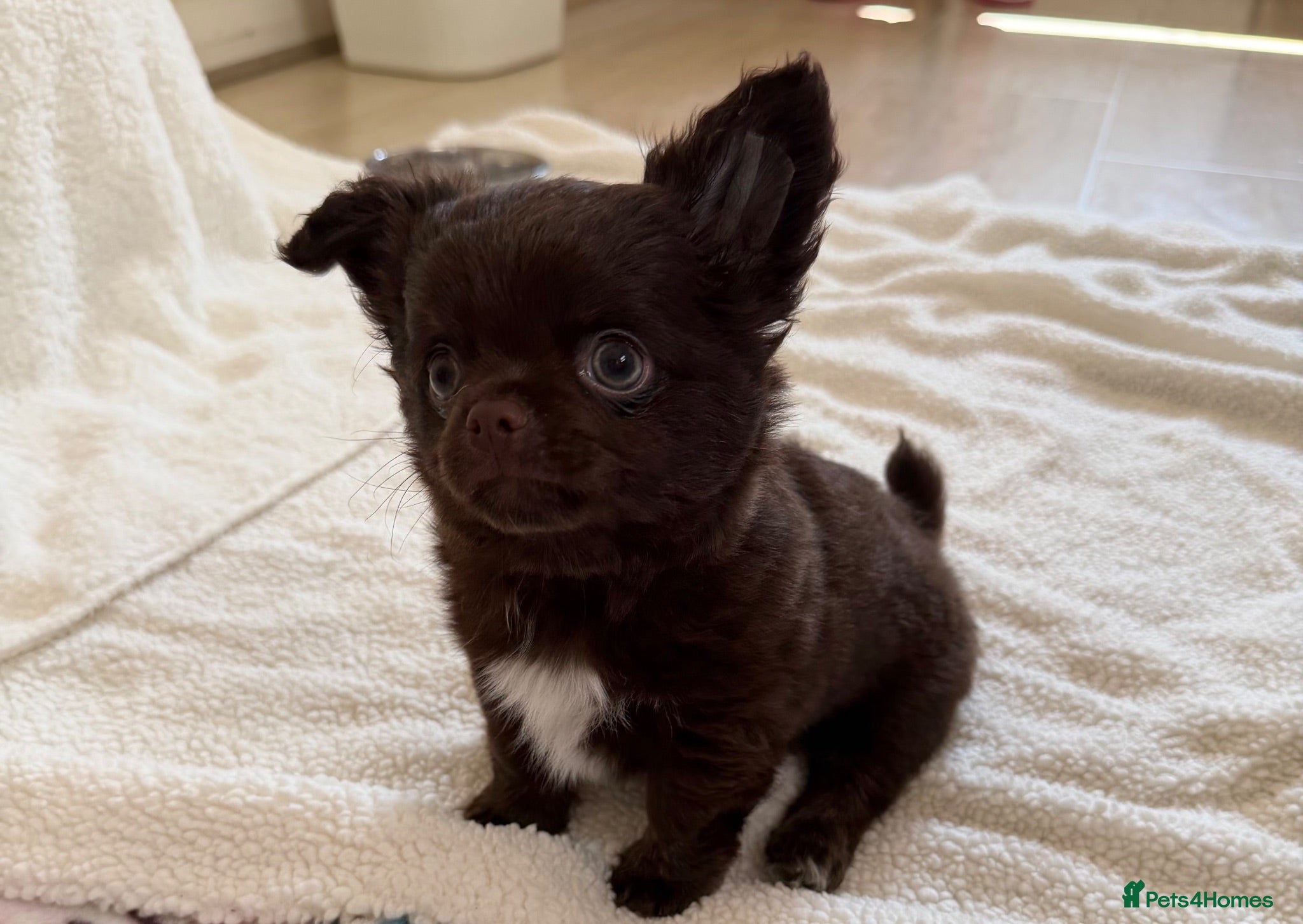 Chihuahua dogs Beautiful chocolate long-coat boy 🍎  - Advert 1