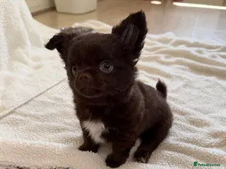 Chihuahua dogs Beautiful chocolate long-coat boy 🍎 - Advert 1