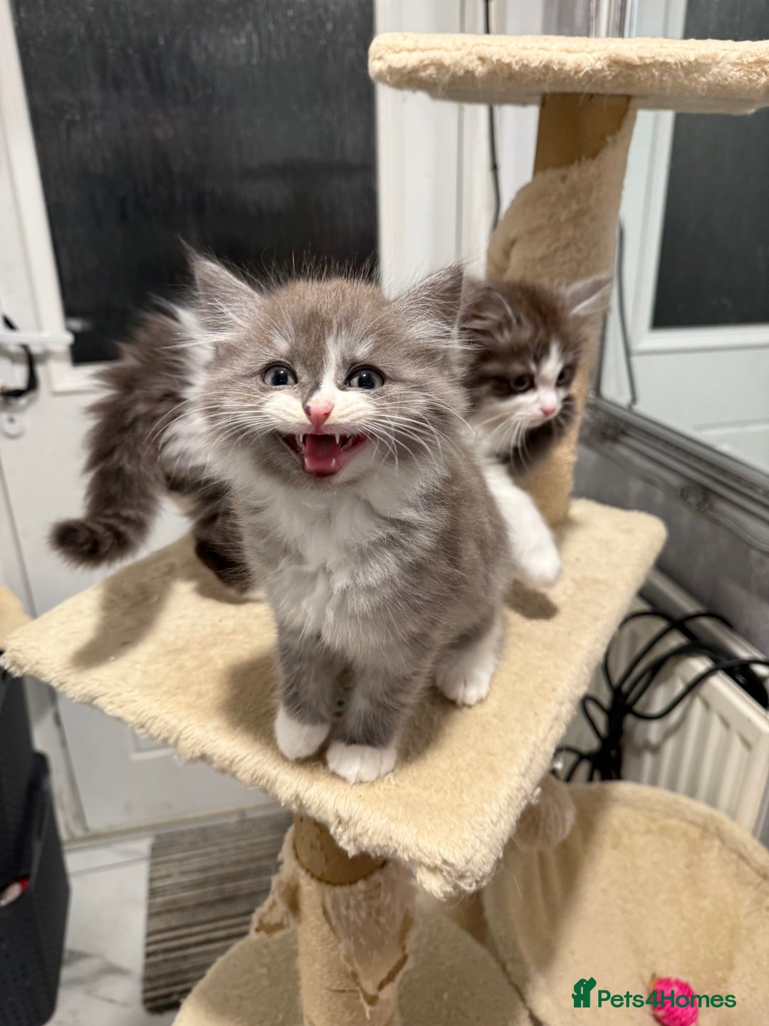 Persian cats for sale: ragdoll x persian kitties  - Advert 4