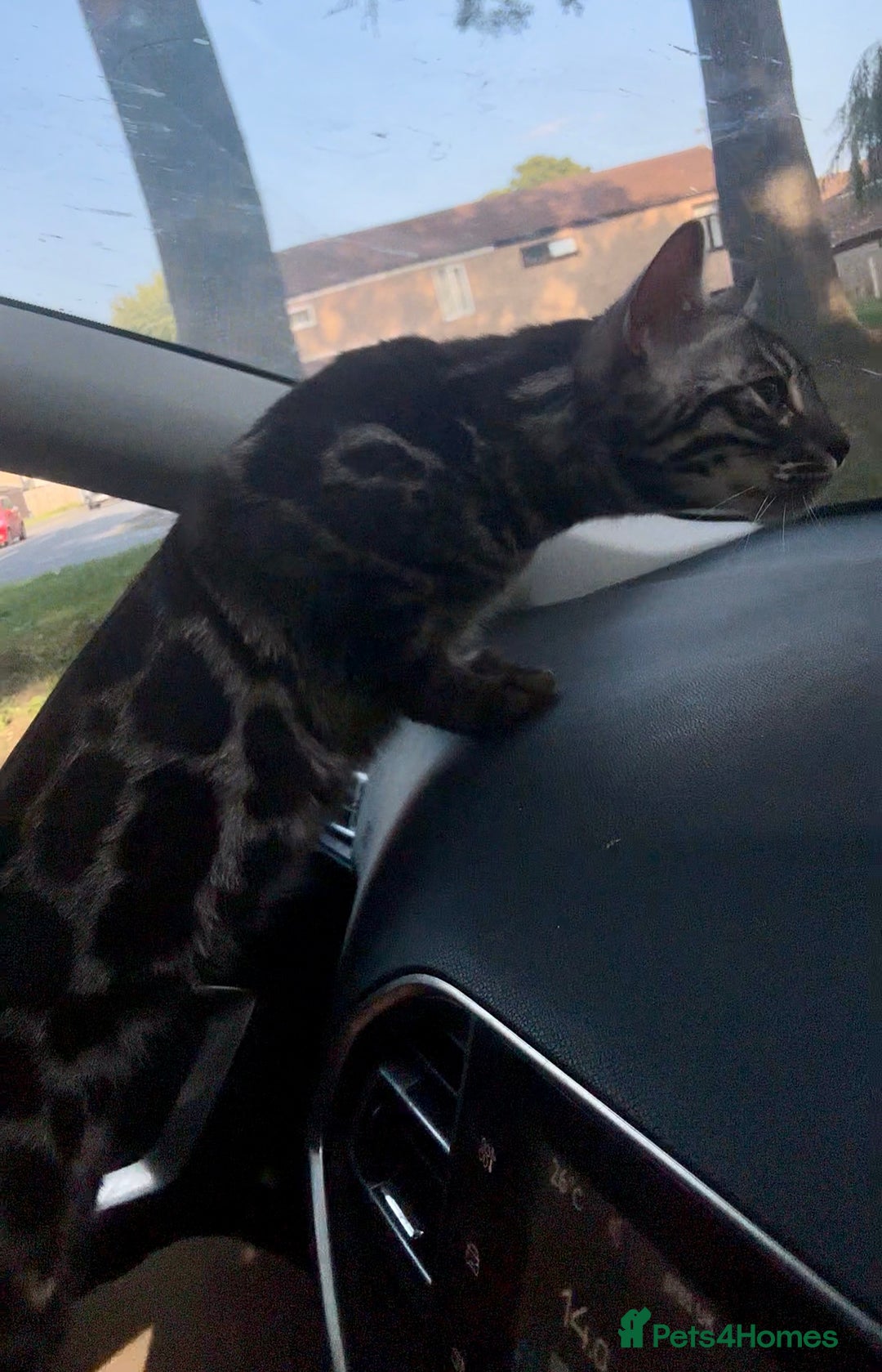 Bengal cats for sale: Exceptional breed quality bengals  - Image 10