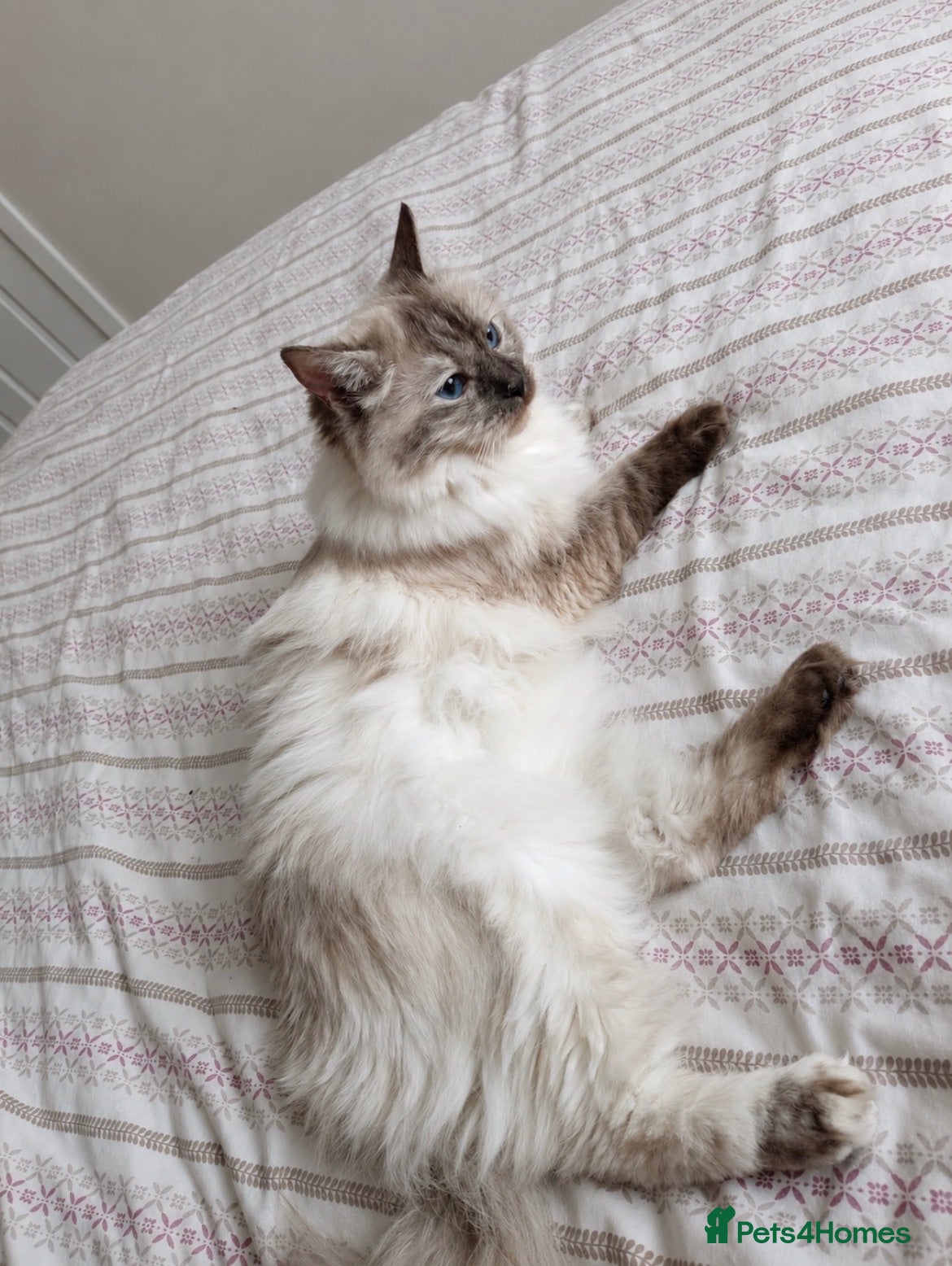 Ragdoll cats NOT BORN YET- RAGDOLL TURQUOISE FUR - Advert 1