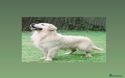 Golden Retriever dogs for stud: OUTSTANDING PEDIGREE EXCEPTIONALLY HEALTH TESTED in Doncaster - Image 1