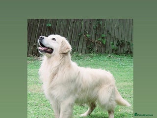 Golden Retriever dogs in Doncaster - Advert 12