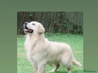 Golden Retriever dogs OUTSTANDING PEDIGREE EXCEPTIONALLY HEALTH TESTED in Doncaster - Advert 22