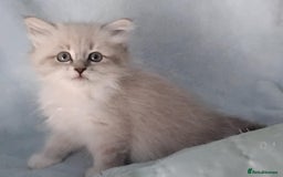 Siberian cats for sale: GCCF Registered Pure Siberian kittens For Sale.   - Image 4