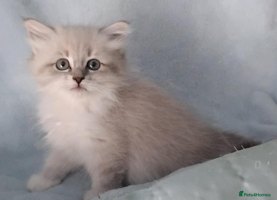 Siberian cats for sale: GCCF Registered Pure Siberian kittens For Sale.   - Image 4