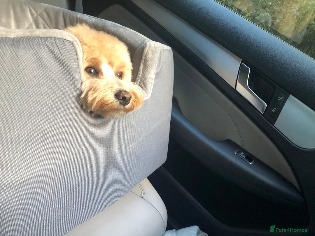 Cavapoo dogs for sale: Beautiful 18 month old cavapoo girl  - Image 6