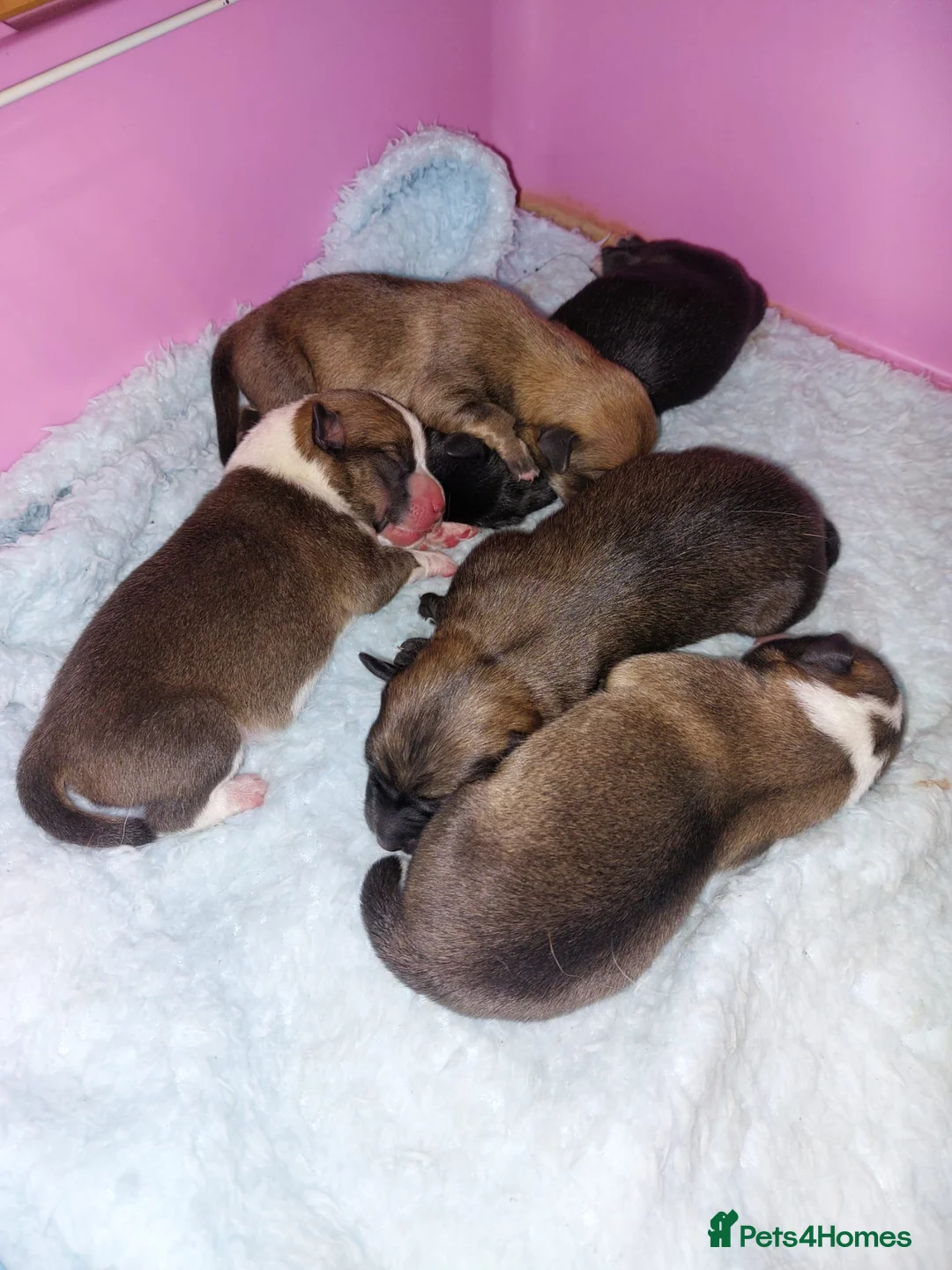 Mixed Breed dogs for sale: Puppies for sale - Advert 3