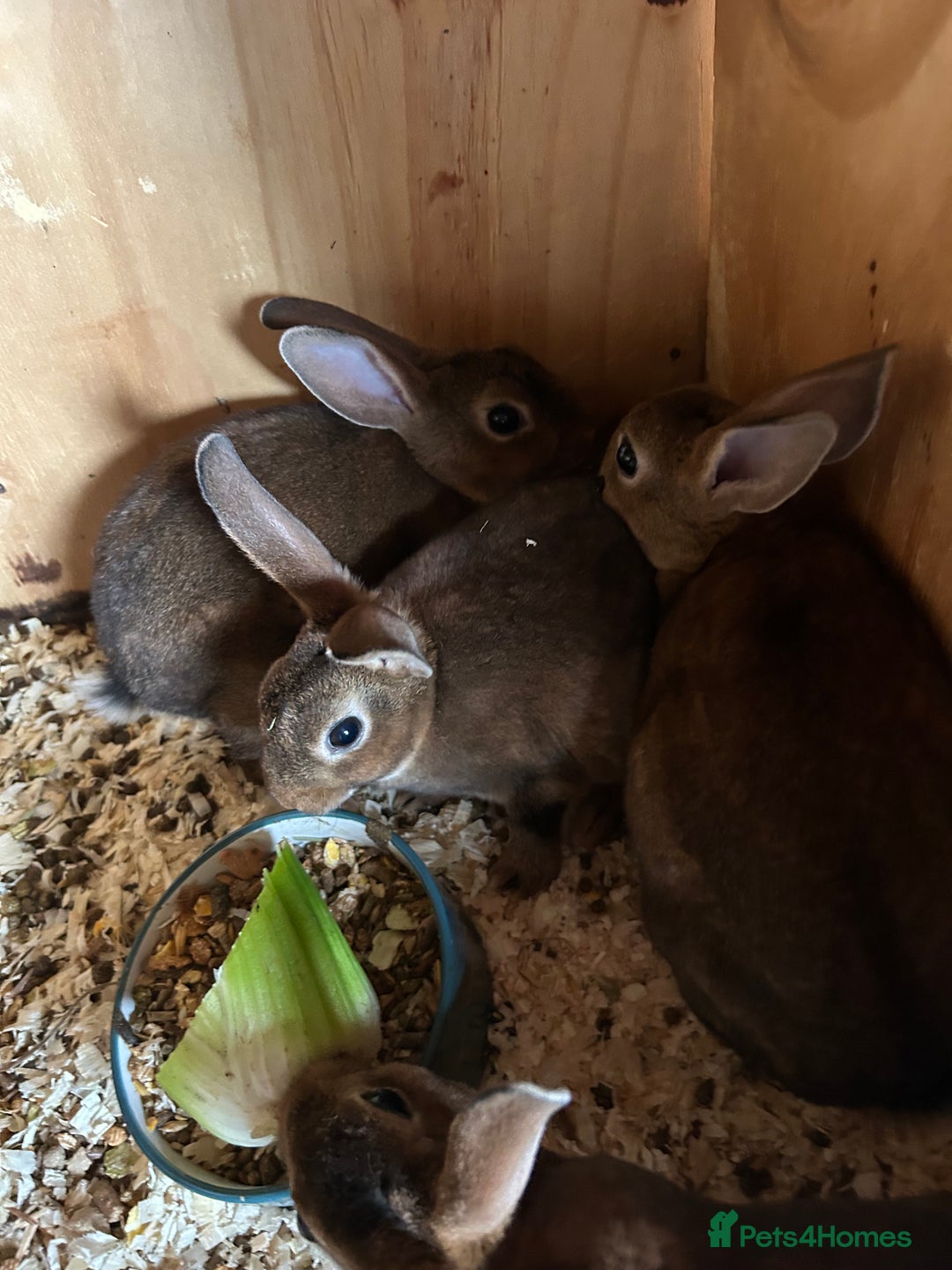 Rex rabbits for sale: Mini Caster rex - Image 2