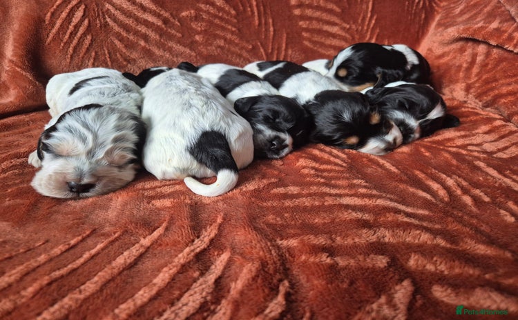 Cocker Spaniel dogs - Advert 4