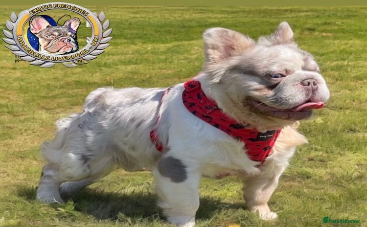 French Bulldog dogs for sale in Liverpool - Advert 1