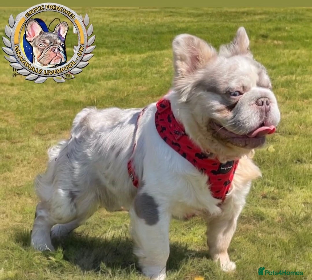 French Bulldog dogs for sale: Velvet fluffy isabella merle pink in Liverpool - Image 1