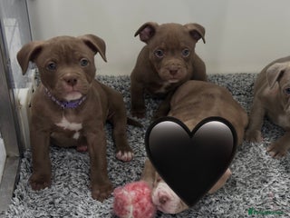 American Bully dogs Last 2 ABKC POCKET BULLYS IMPORT BLOODLINES - Advert 12