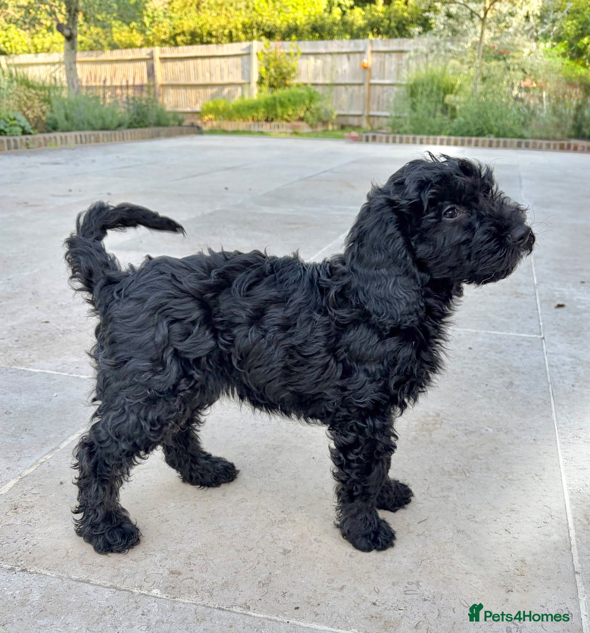 Cockapoo dogs LAST ONE! Beautiful black female cockapoo - Advert 1