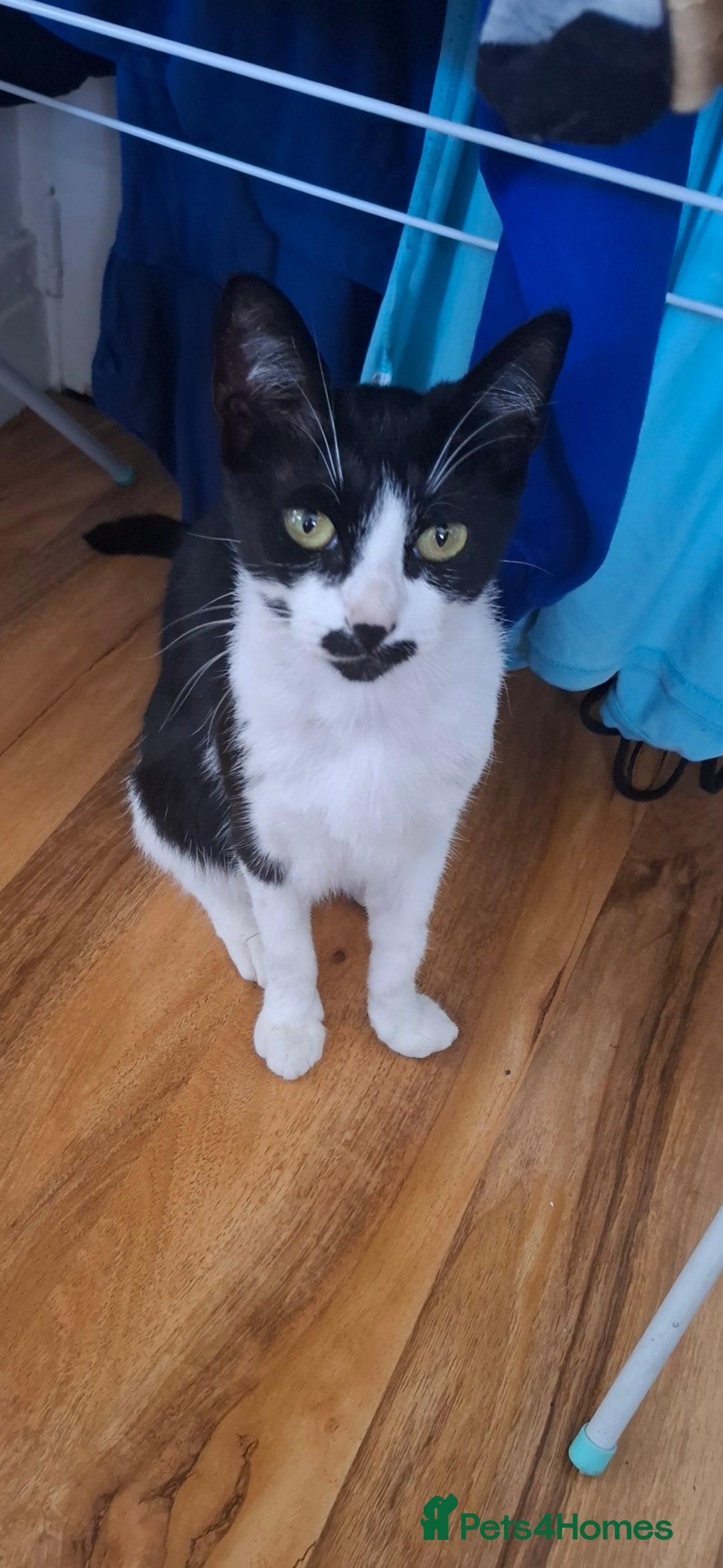 British Shorthair cats Male kitten  - Advert 1