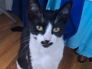 British Shorthair cats Male kitten - Advert 1