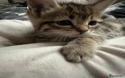 Mixed Breed cats for sale: Beautiful 2 angles lovely attitude   - Advert 4