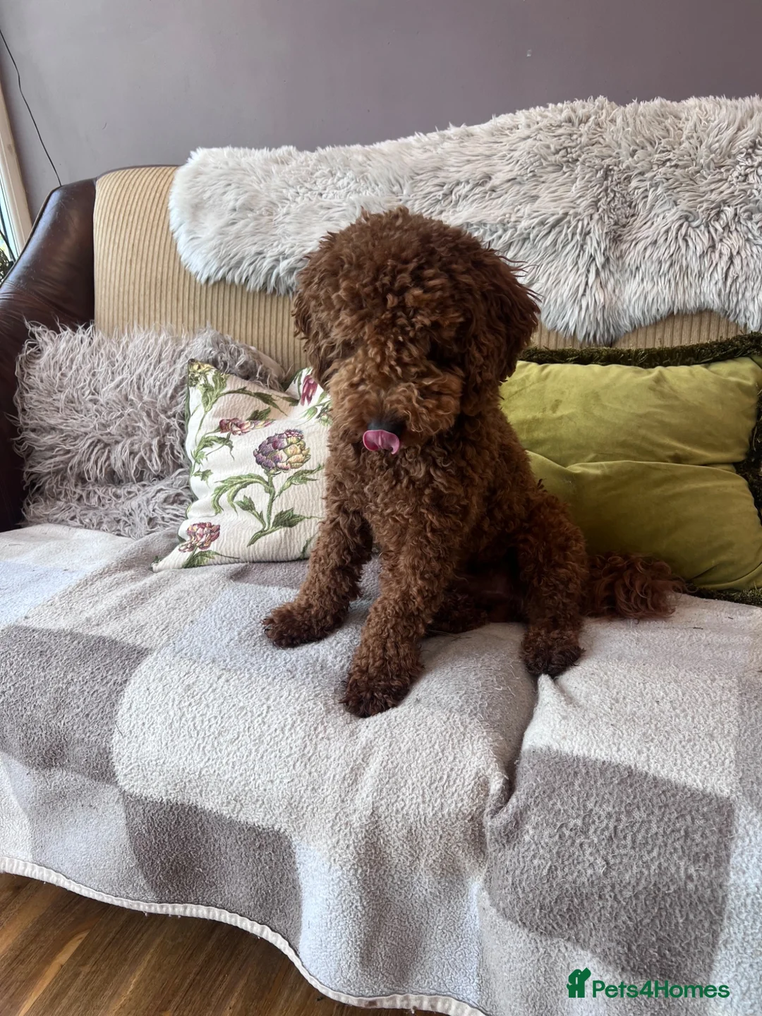 Cockapoo dogs for sale: Cockapoo F1 puppies for their new homes.  in Leyland - Advert 4