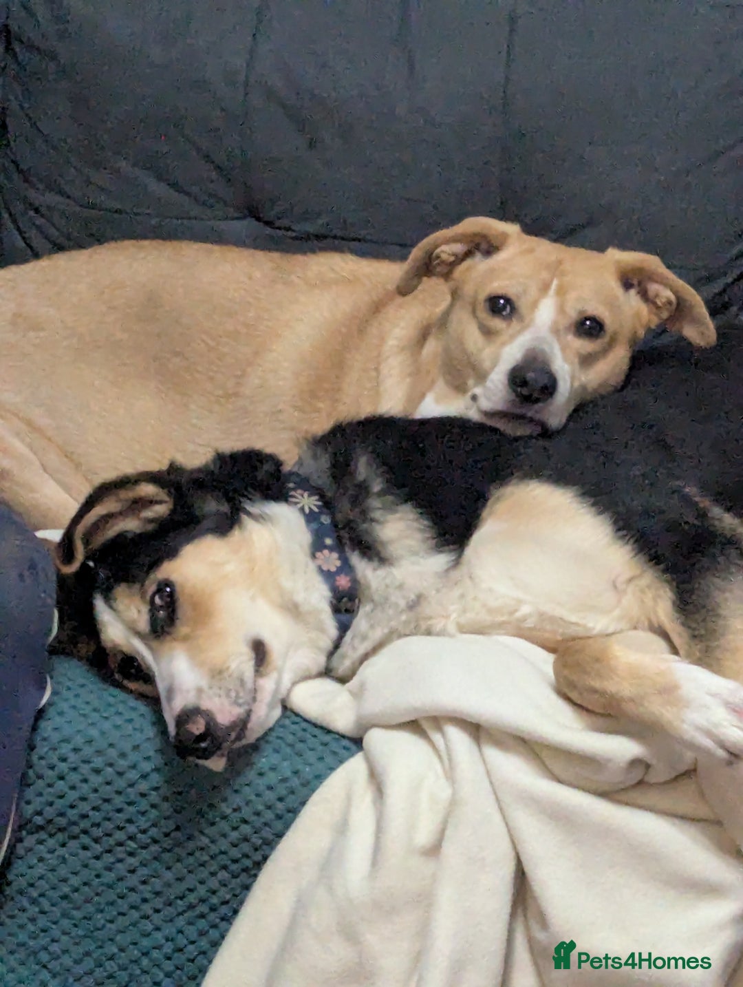 Mixed Breed dogs for adoption: ESSIE  - Advert 2