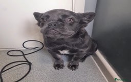 French Bulldog dogs for sale: 🐾  KLASSY BULLZ - KLASSY PUPZ 🐾  in Beckenham - Image 5