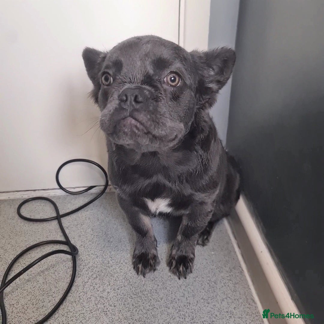 French Bulldog dogs for sale: 🐾  KLASSY BULLZ - KLASSY PUPZ 🐾  in Beckenham - Image 5