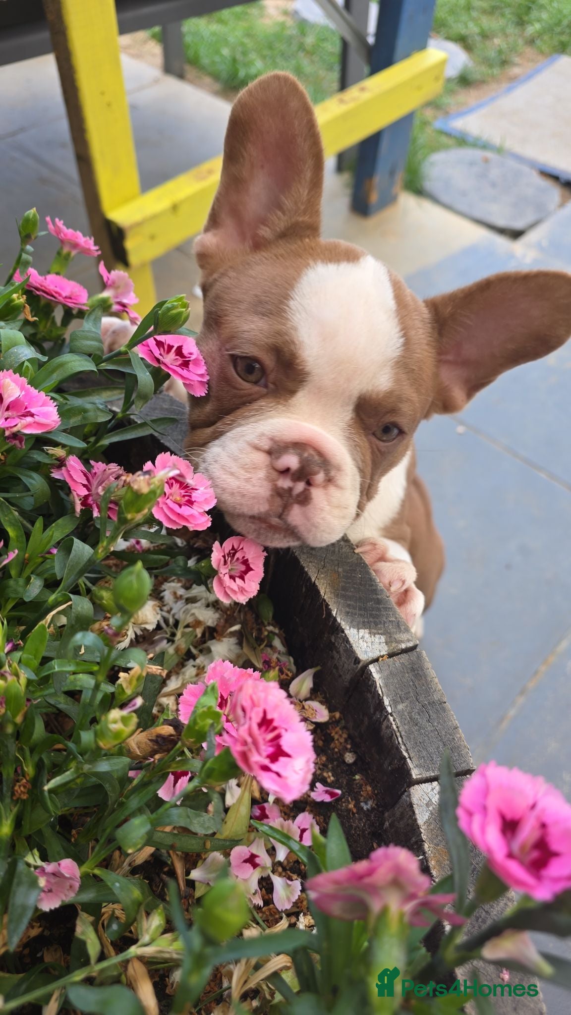 French Bulldog dogs £1200 only! French Bulldog  - Advert 15