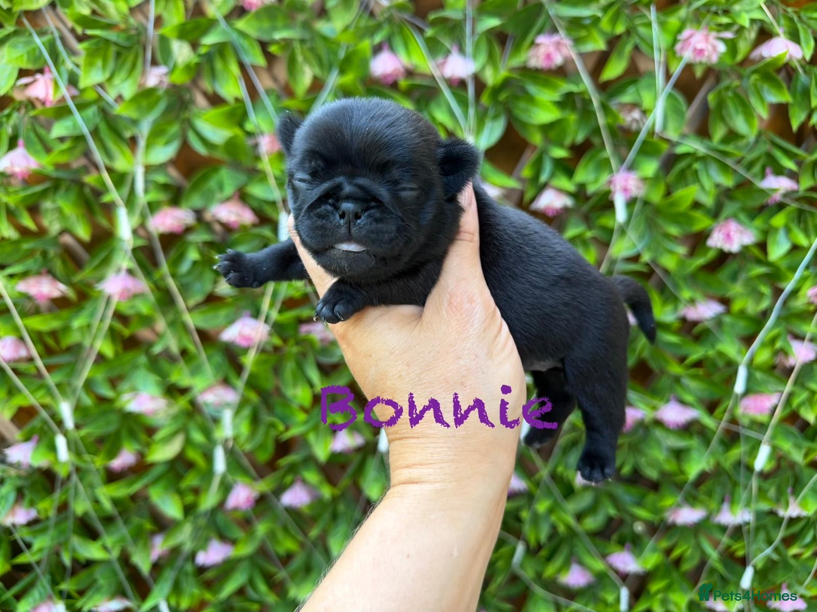 Pug dogs Kc registered pug puppies  - Advert 2