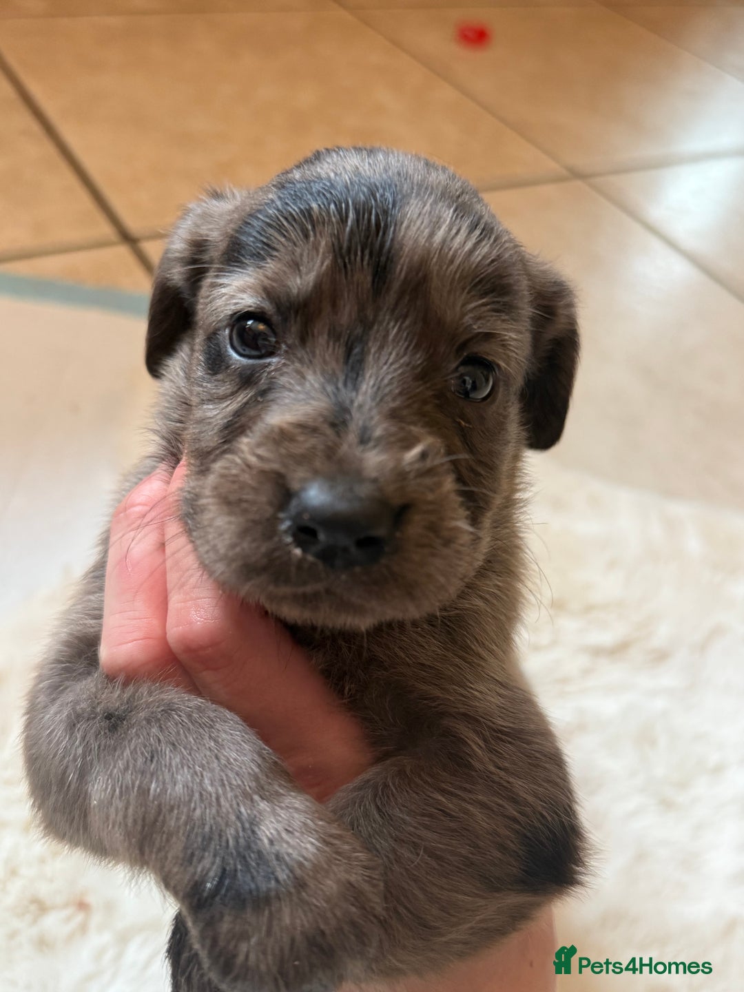 Mixed Breed dogs for sale: Merle sprocker x lurcher puppies  - Image 4