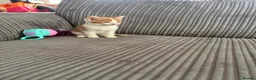 British Shorthair cats for sale: Gorgeous ginger babies in Swaffham - Advert 13
