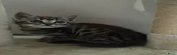 Mixed Breed cats for sale: 🐾 6 Beautiful Bengal × British Longhair Kittens🐾 - Advert 17
